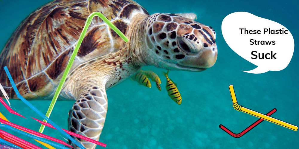 the evolution of the drinking straw, 2015 viral internet video shows turtle with a straw stuck in it's mouth 