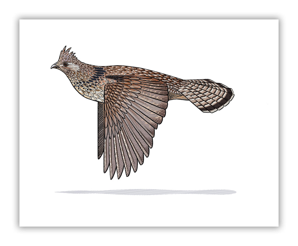 ruffed grouse flying