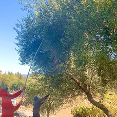 Olive Harvest