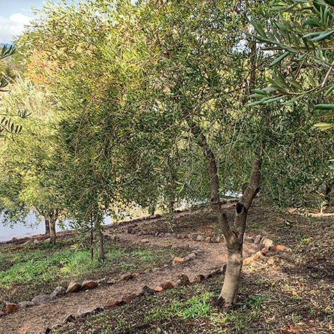 Olive Harvest at the Juice Beauty Farm