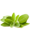 Sage Leaf (Organic)