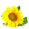 Sunflower Oil (Organic)