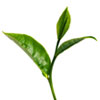 White Tea leaf