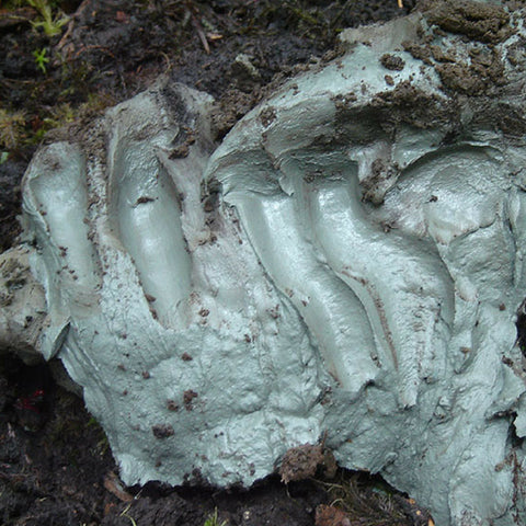 Kisolite Canadian Glacial Clay