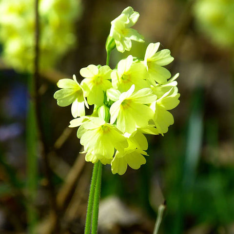 Cowslip