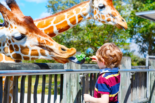 Kindergeburtstag Ideen Wilder Tiere Dschungel Safari Party im Zoo inabox.de