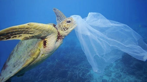 海洋プラスチックごみ問題