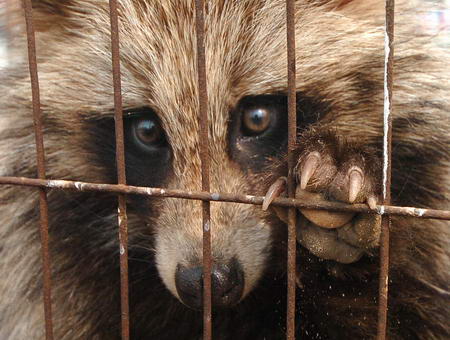 ファッションは動物の犠牲から出来ている