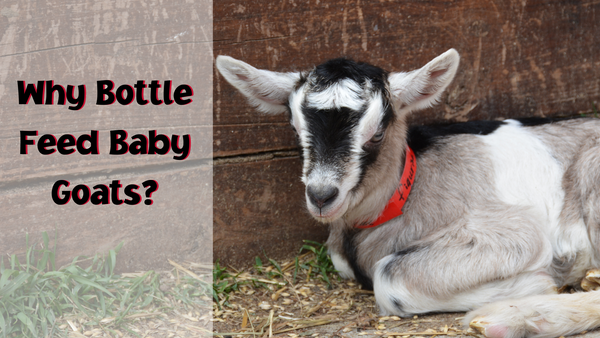 why bottle feed baby goats 