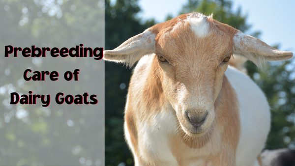 Prebreeding  care of dairy goats