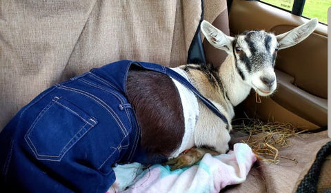 Goat Therapy