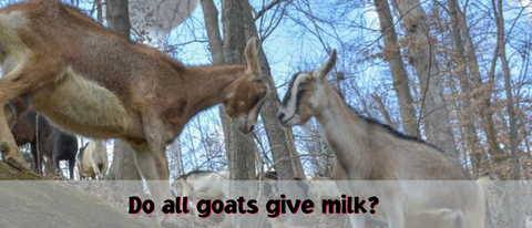 Do all goats give milk?