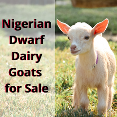 Nigerian Dwarf Dairy Goats For Sale in Indiana