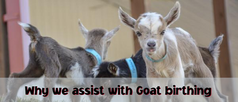 Why we assist in Goat Birthing