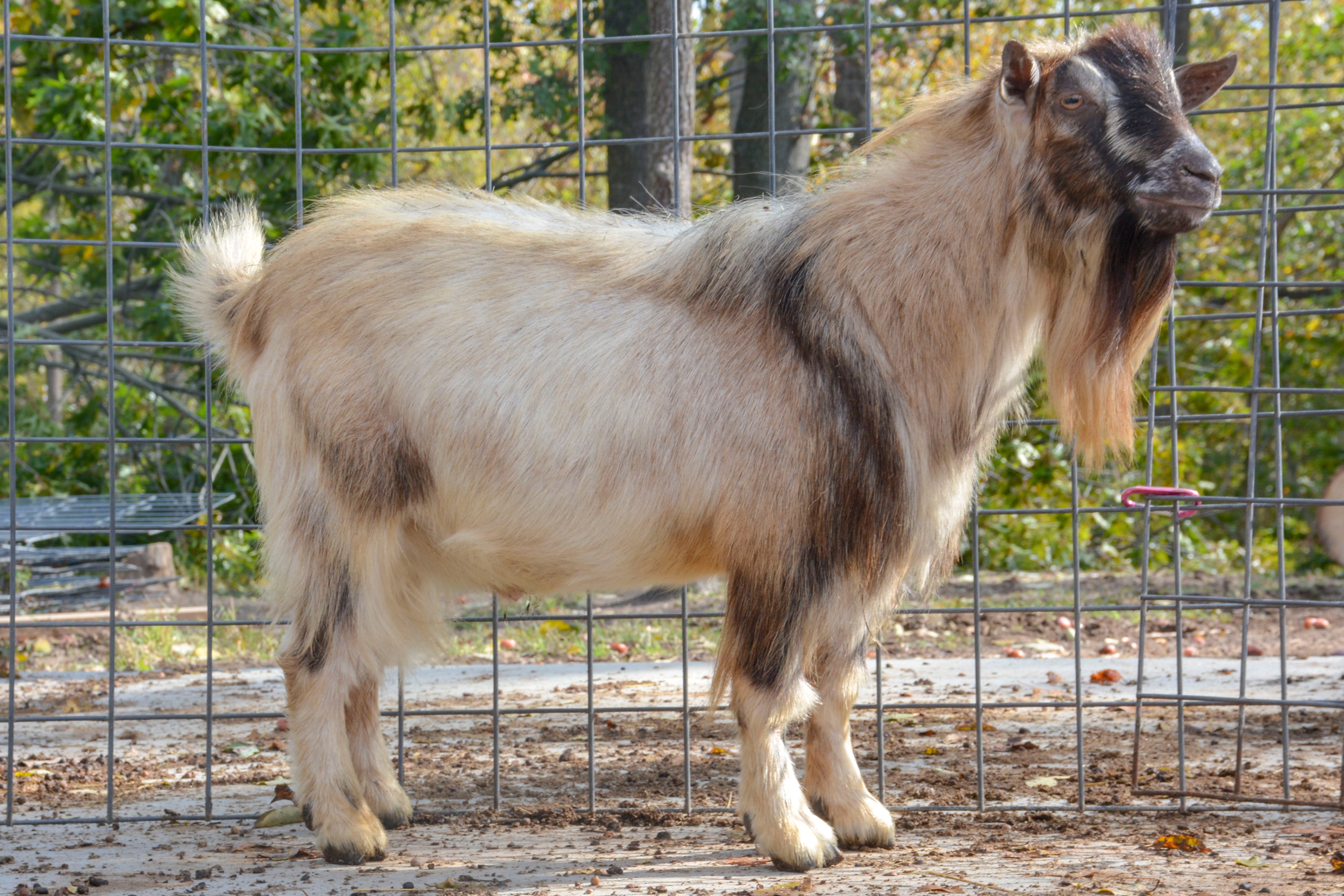 nigerian dwarf goats buck