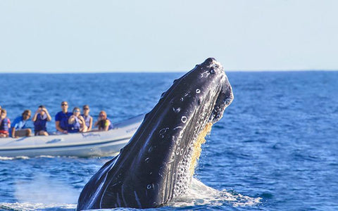 Avistamento de ballenas en Sayulita 