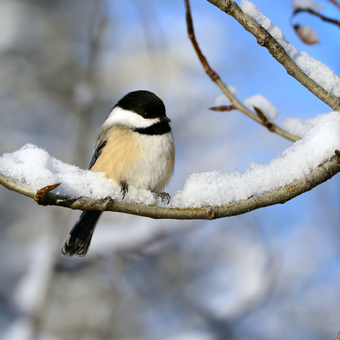 Chickadee