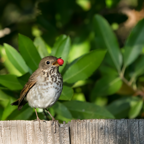 Hermit Thrush with a berry