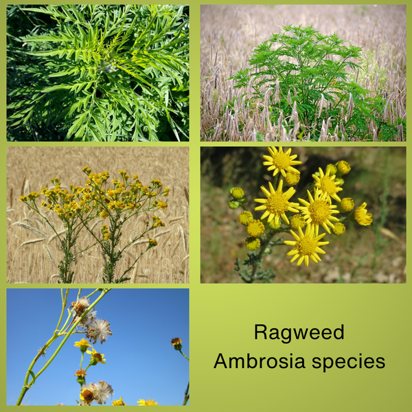 Ragweed images