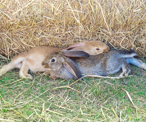 Two Flemish Giant Rabbits