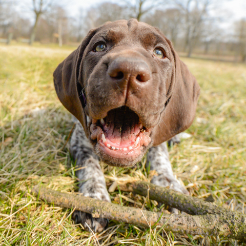 German Shorthaired Pointer Puppy Chewing on a Stick