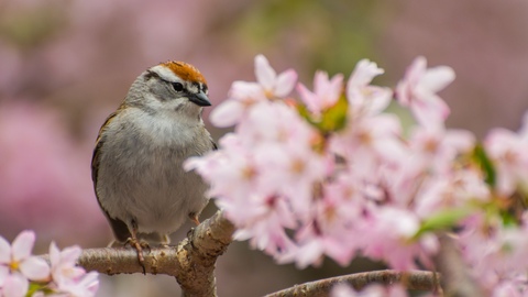 Chipping Sparrow with tree flower buds