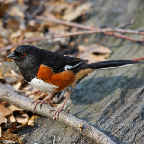 Eastern Towhee on a fallen branch