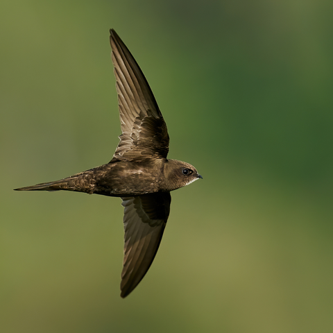 Chimney Swift Flying