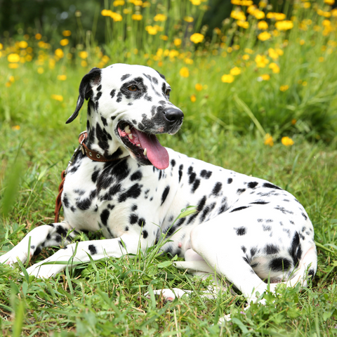 Dalmatian laying in the grass