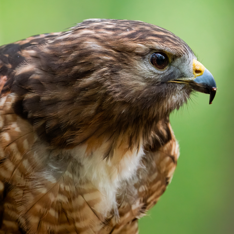 Red Shouldered Hawk Up Close