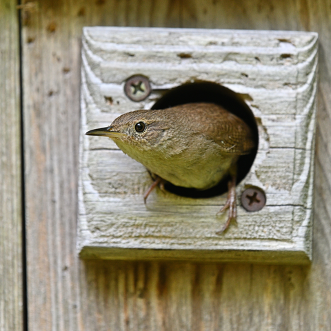 House Wren coming out of a bird house.