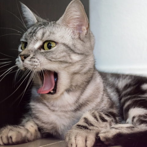 American Shorthair Cat Yawning