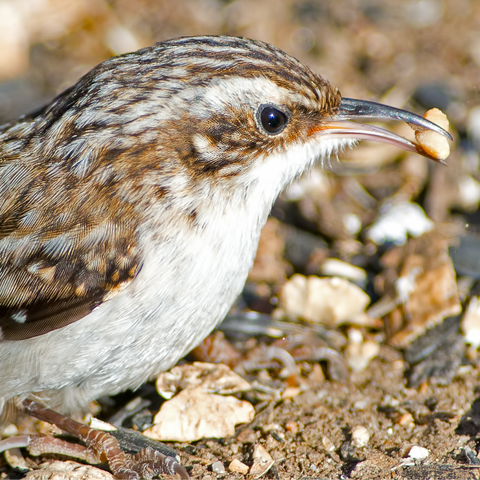 Brown Creeper eating a seed