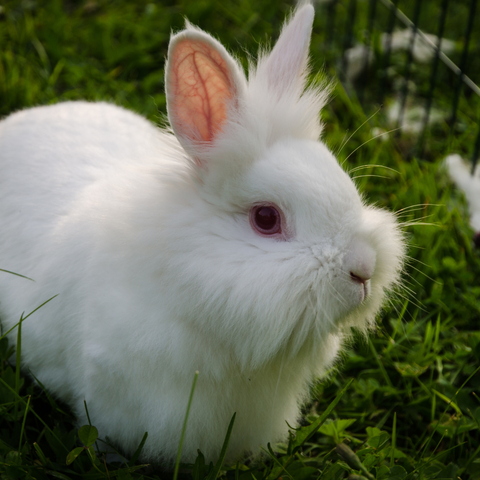 Lionhead Rabbit in the grass