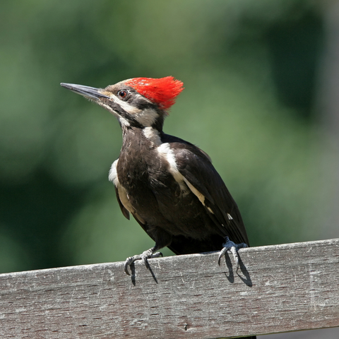 The Pileated Woodpecker