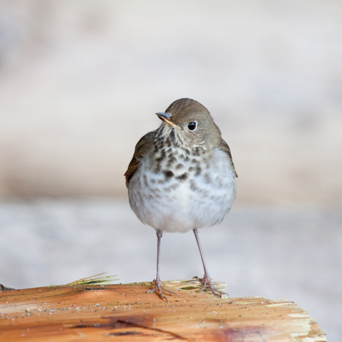 Hermit Thrush