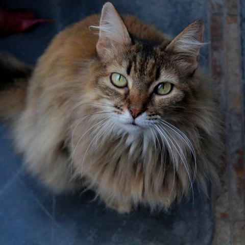 Domestic Long Haired Cat