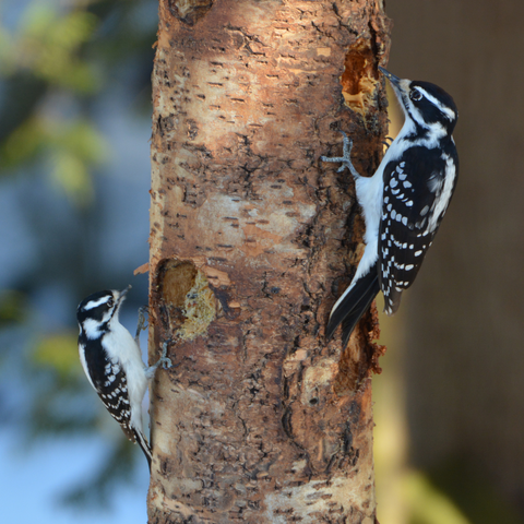 Hairy Woodpecker vs. Downy