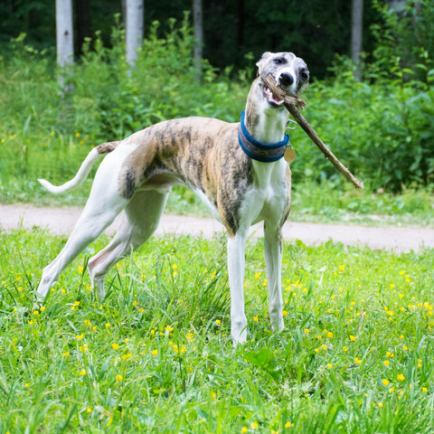 A Whippet playing with a stick