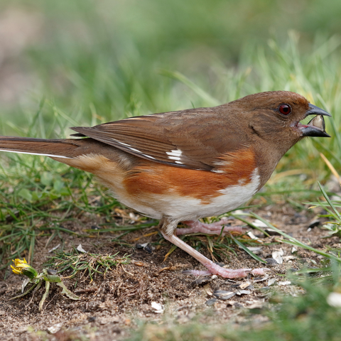 Female Eastern Towhee eating a seed