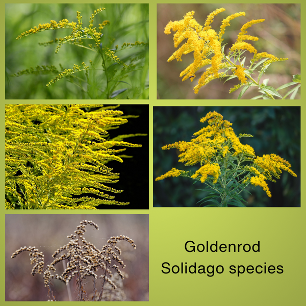 Goldenrod images