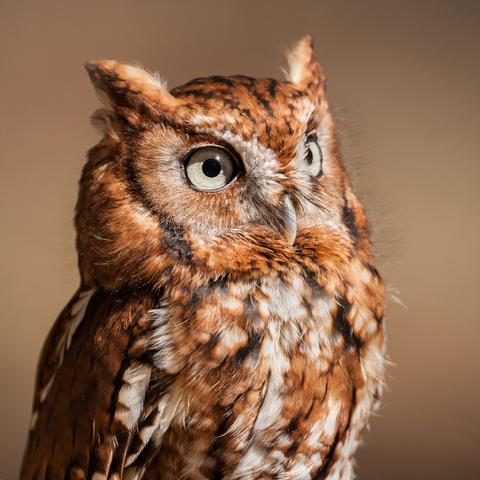 Eastern Screech Owl