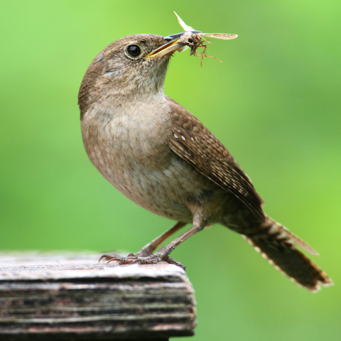 House Wren gathering nest materials and food.