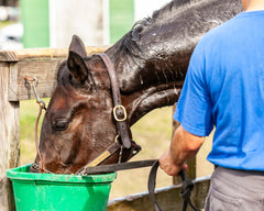 Sweaty Horse drinking from a bucket