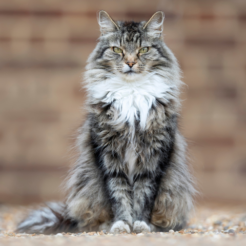 Grey Domestic Long Haired Cat