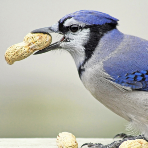 July Bird of the Month: Blue Jay - The Mill - Bel Air, Black Horse, Red  Lion, Whiteford, Hampstead, Hereford, Kingstown