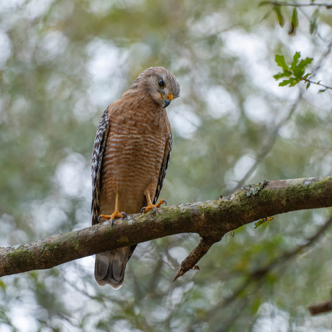 Red Shouldered Hawk Sitting on Tree Branch
