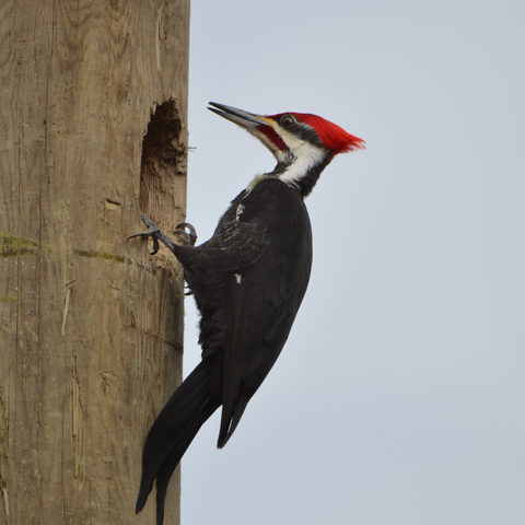 Pileated Woodpecker on a tree