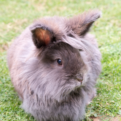 Lionhead Rabbit in the grass