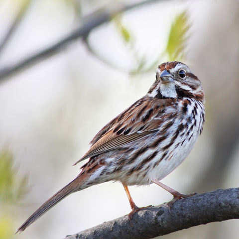 Song Sparrow on a Branch